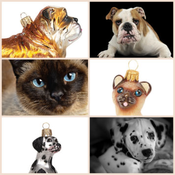 Cani e gatti